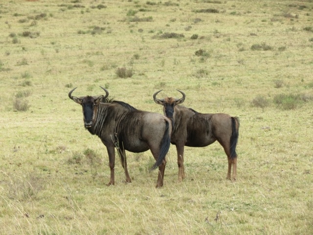 20120708-092233.jpg
